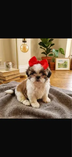 Shih-tzu com 51 dias vermifugado 