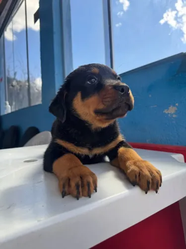 FILHOTES DE ROTTWEILER DISPONÍVEIS