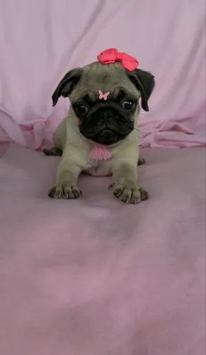 Filhote de pug fêmea