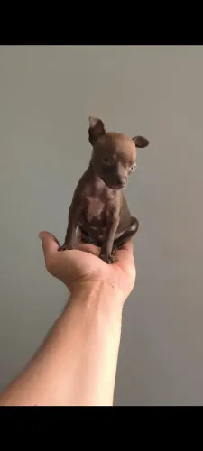Pinscher 0 Fêmea Chocolate disponível Olhos verdes e nariz rosa