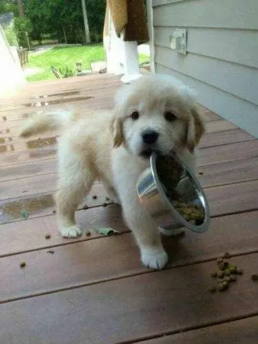 Filhote Golden Retriever, Diga sim para um amor leal e verdadeiro!