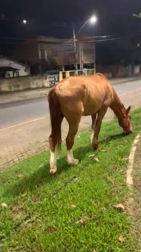 Cavalo grande mangalarga com campolina