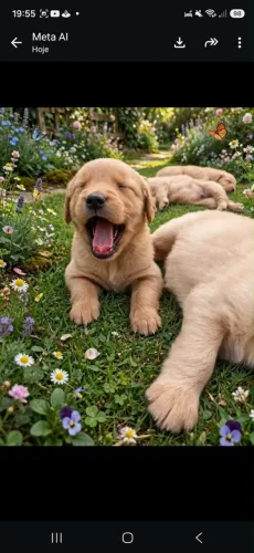 Lindos Filhotes de Golden Retriever - Prime Filhotes