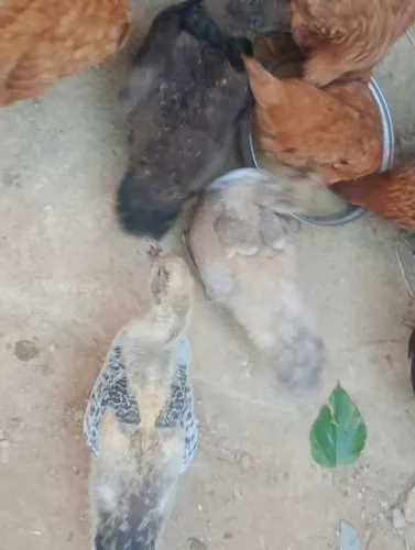 4 patinhos de 2 meses