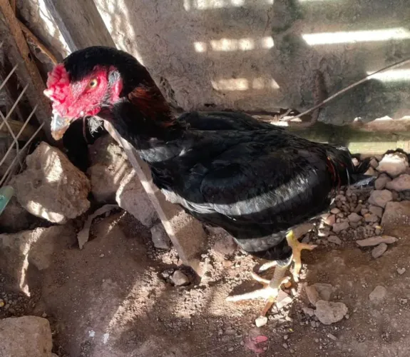 FRANGO SURA MURA EXÓTICO!!