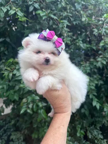 Lulu da pomerania