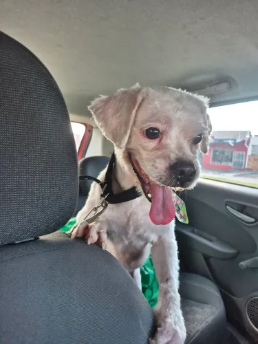 Cachorro para adoção 