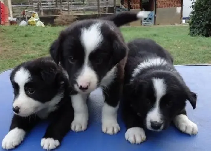 Border collie