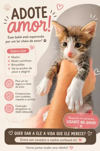 Gatinho amoroso precisa de um lar