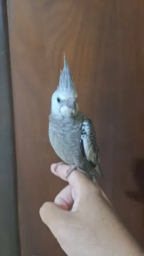 Vendo