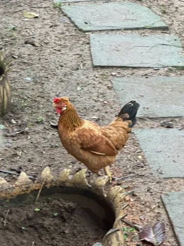 Galinha Garnizé