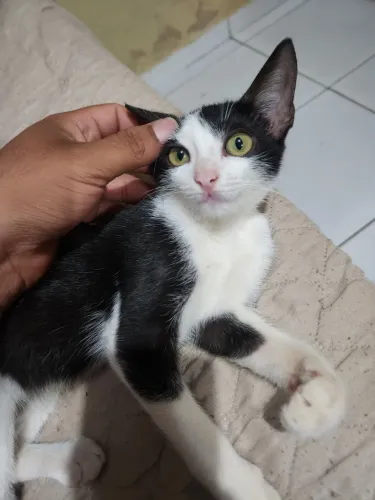 Gatinho filhote