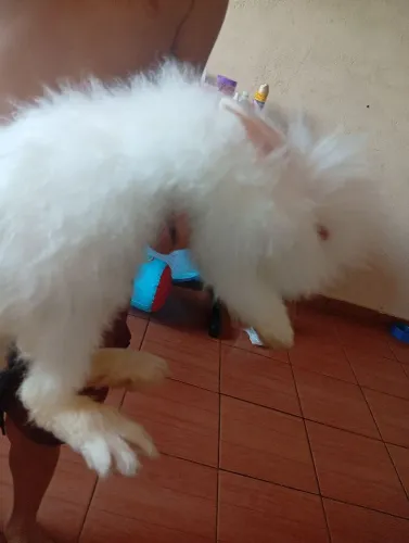 Doa-se coelho mini teddy NÃO ENTREGO JA ESTOU DOANDO AINDA QUEREM QUE ENTREGUEM ?