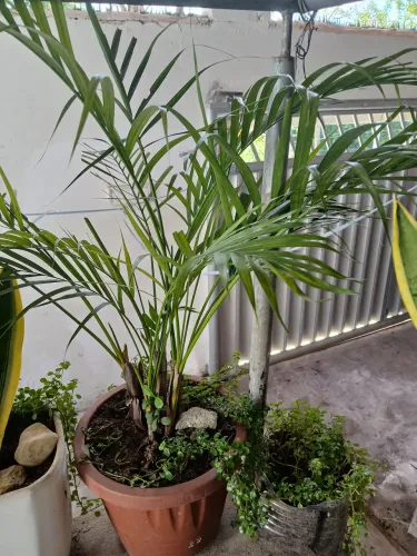 Plantas diversas