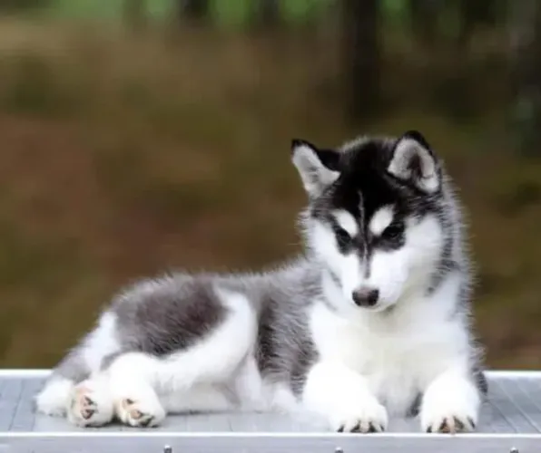 Filhotes de Husky Siberiano | Amor que te escolhe na hora.