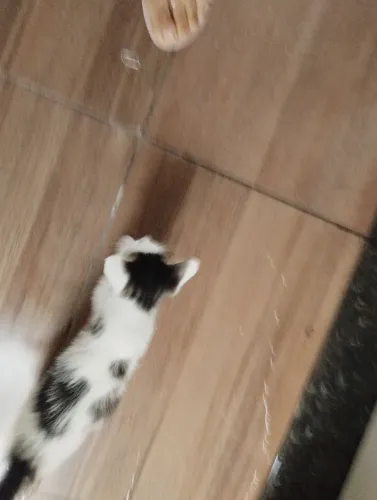 Gatinho macho doação 