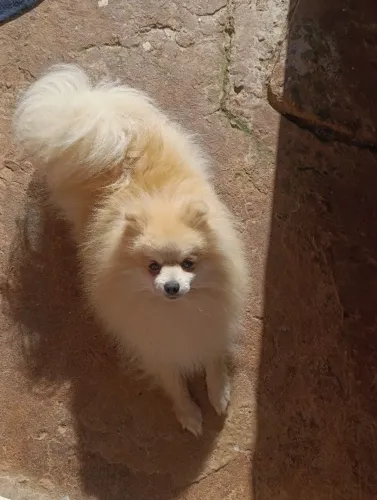 Splitz 2 anos macho