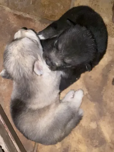 Vendo husky siberiano puro