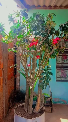 Rosa do deserto