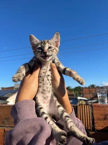 Filhotes de gatos para adoção