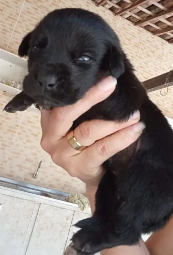 Labrador fêmeas e machos