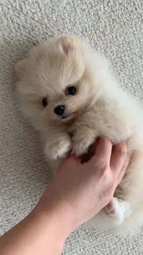 Vendo Lulu da Pomerânia (Spitz)