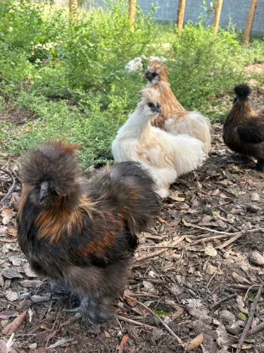 Pintinhos de Sedosa do Japão