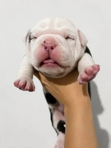American bully pocket