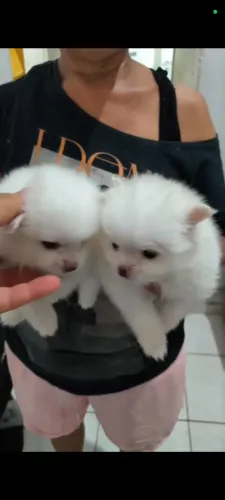 Lulu da pomeranea anão