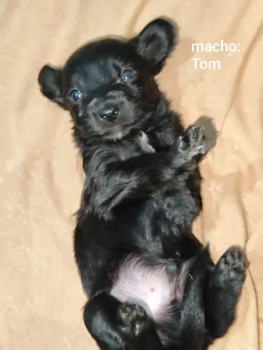 Pet para doação: Tom