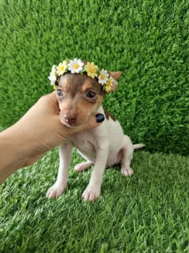 Pinscher Menina Carinhosa e Delicada