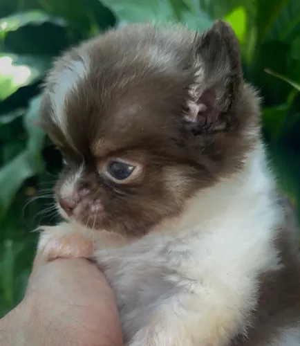 Chihuahua macho pêlo longo