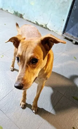 Adoção de Cachorro 