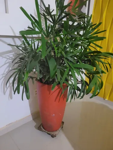 Plantas