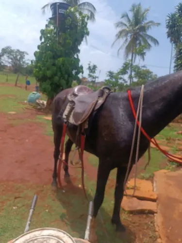 Cavalo mangá larga paulista