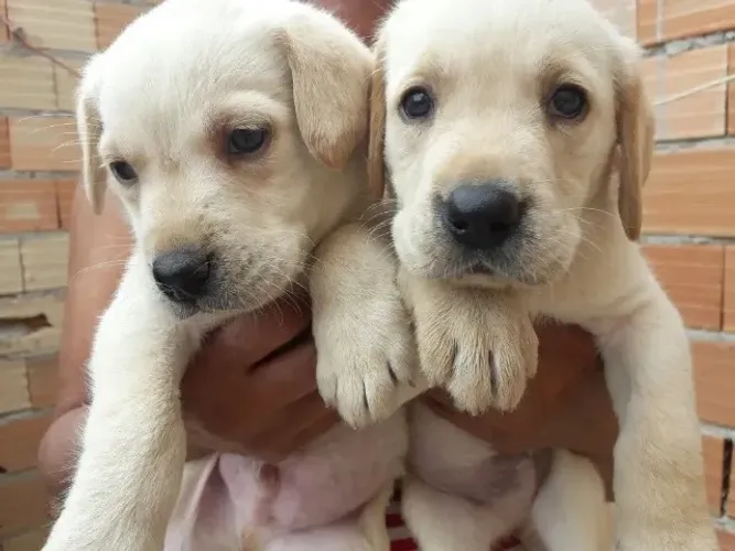 Doa se filhotes de labrador