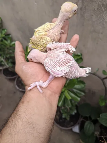 Pintinhos 