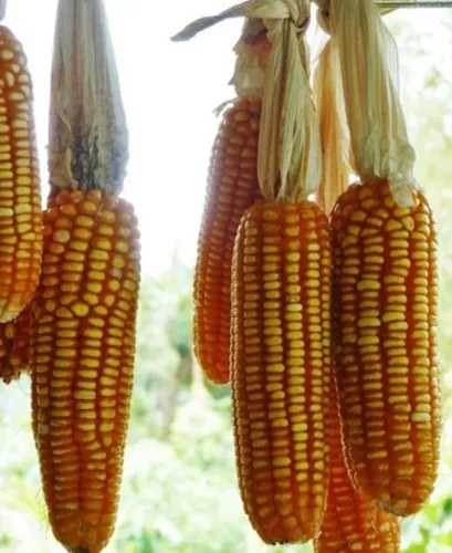 Ração e Grãos de Alta Qualidade direto da Fazenda Sem Atravessadores