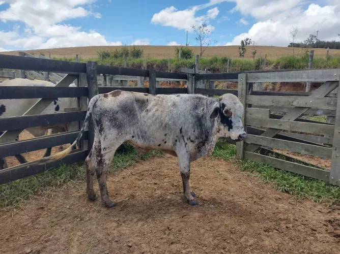 Vende-se 2 bezerros e 1 boizinho