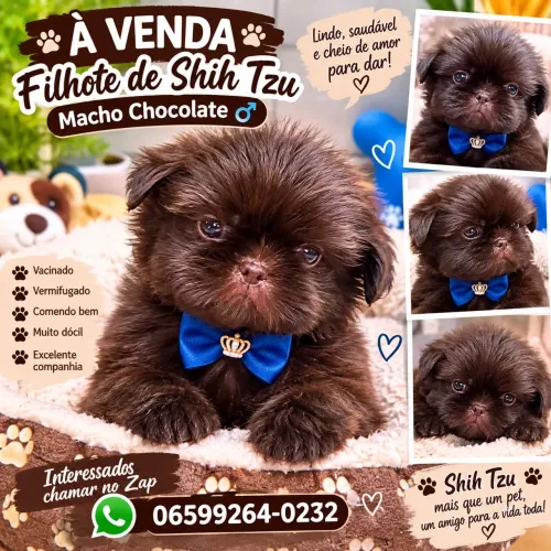 Shih tzu macho chocotate