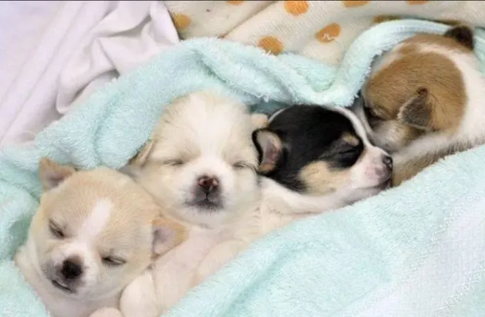 Chihuahua ideal para apartamento