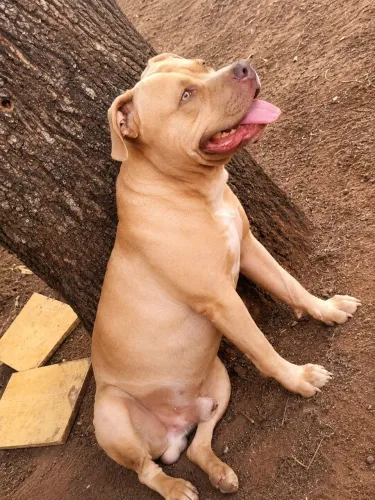 Pit Monster