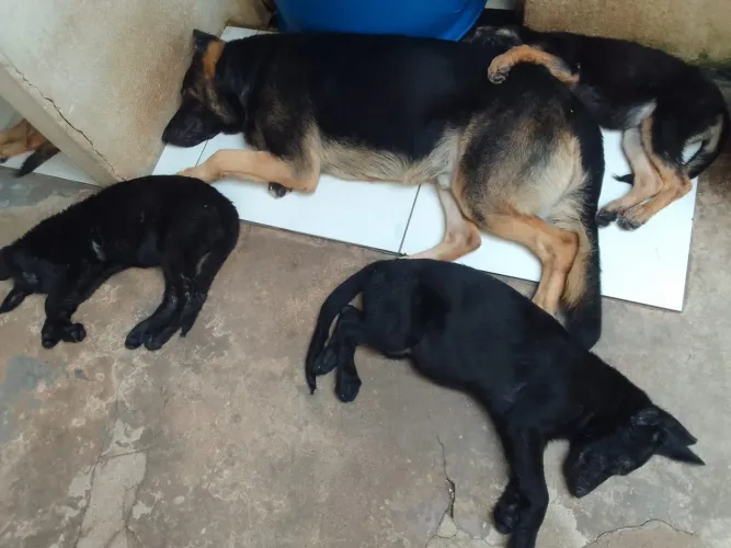 Pastor alemão capa preta 