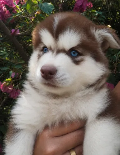 Filhotes de Husky Siberiano Para Pronta Entrega