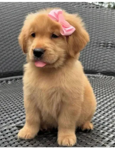Filhotes de Golden 