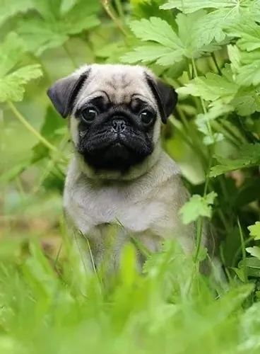 Pug - Corre Que Ainda Dá Tempo