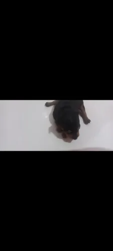 Pinscher 
