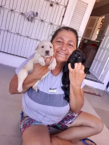 Filhotes de Labradores