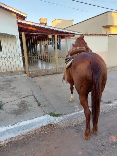 Égua quarto de milha