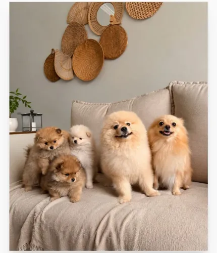 Lulu da POMERÂNIA 